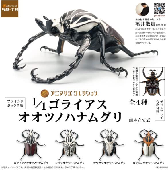 カメルーン大きさまずまず仮展脚ゴライアスオオツノハナムグリ 約93mm