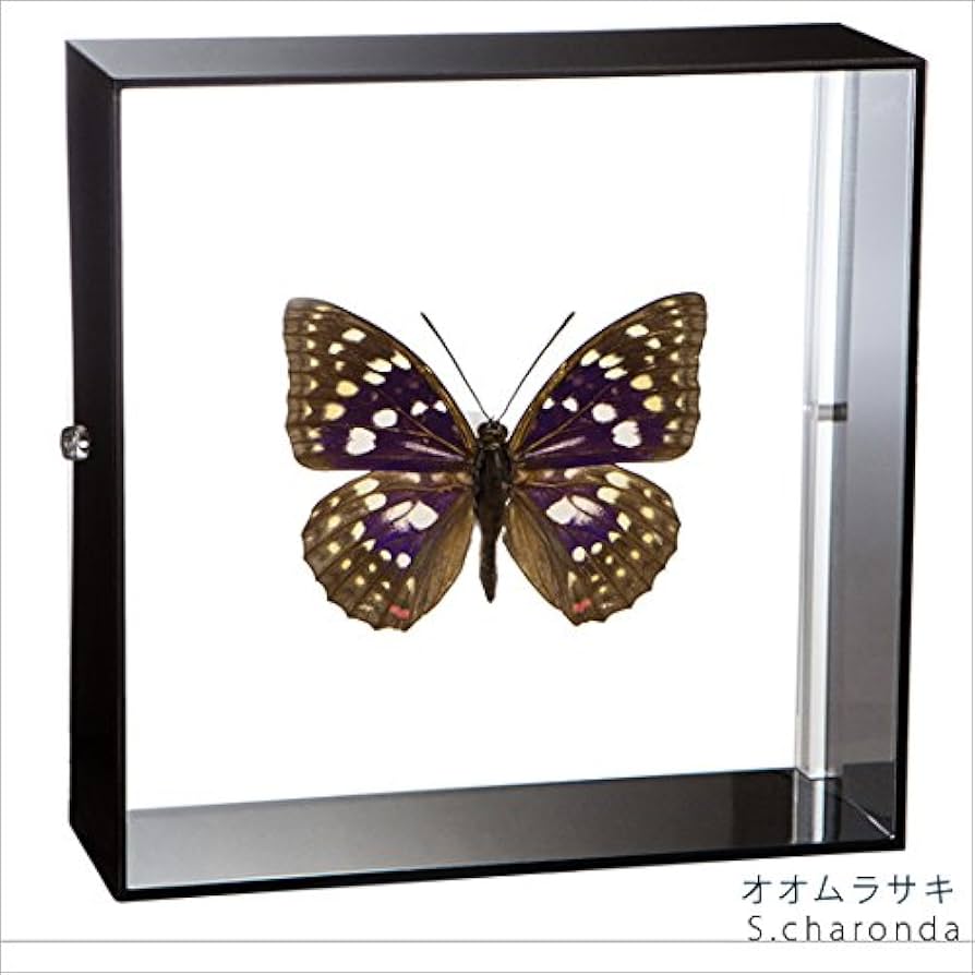 Amazon.co.jp: 蝶の標本 オオムラサキ S.charonda タテハチョウ