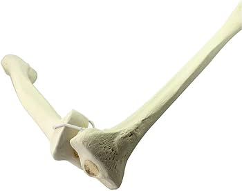 Amazon.co.jp: 大腿骨と脛骨モデル - 人体骨格モデル