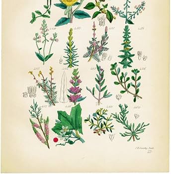 Amazon.co.jp: イギリス アンティーク ボタニカルアート植物画 石版画