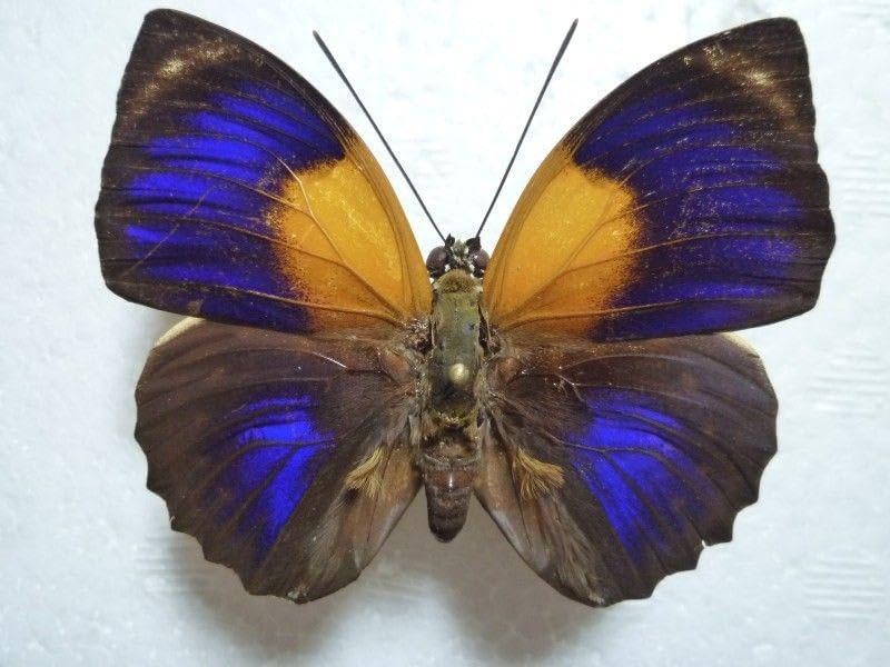 ※大型　ネプチュ−ンオオカブト　♂野外標本 大型ネプチューンオオカブト標本 デパート 送料無料 1点もの【昆虫標本