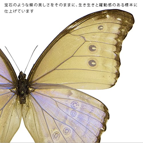 アルゼンチン産モルフォエピストフィウス3特大106mm