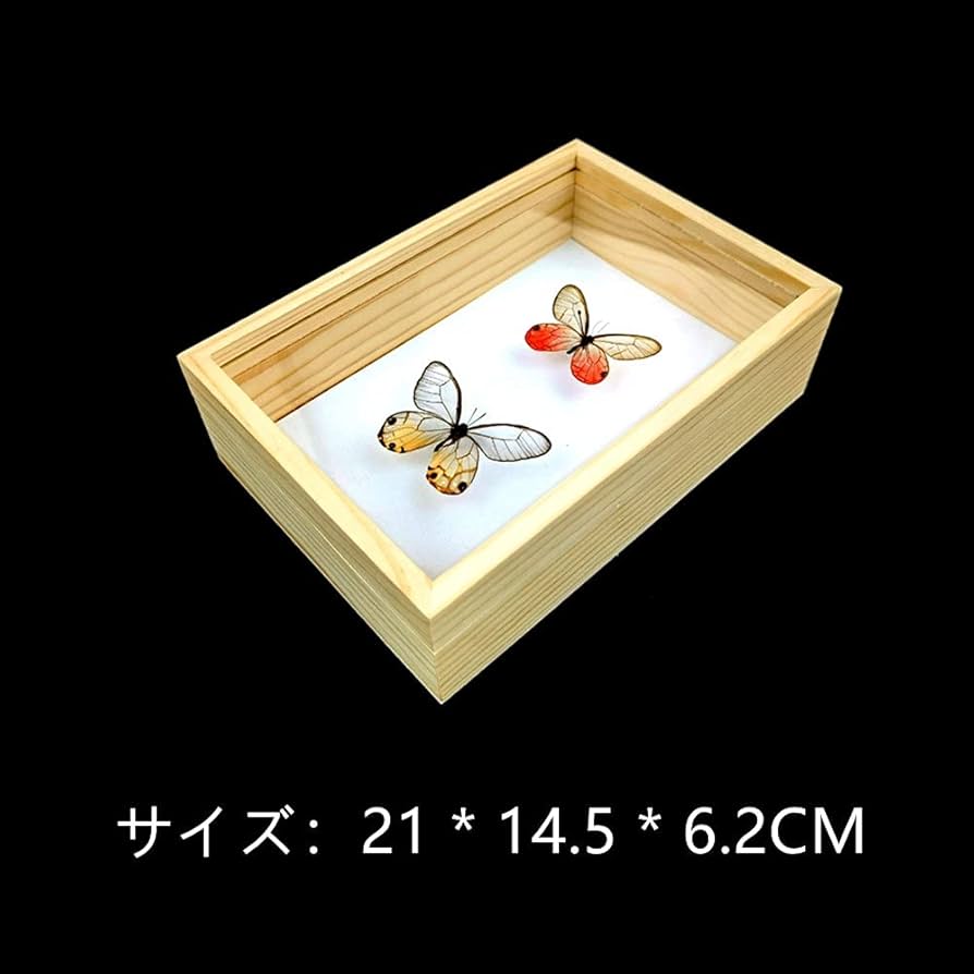 Amazon.co.jp: 標本箱無垢材昆虫標本箱蝶標本箱ガラス面ポピュラー