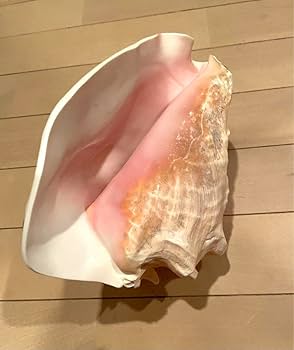 Amazon.co.jp: ピンク法螺貝 : 文房具・オフィス用品