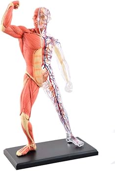 Amazon.co.jp: GoDen 人体筋肉と血管模型 分解可能 : 産業・研究開発用品
