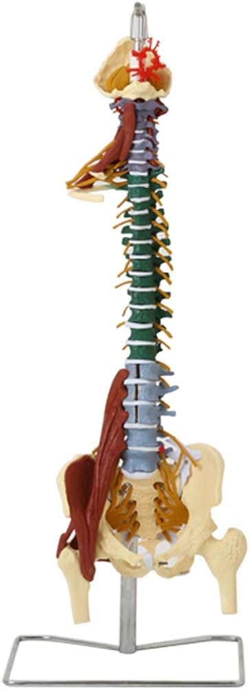 Amazon.co.jp: 7ウェルネ 脊椎模型 人体模型 (主要筋 靭帯 神経 血管