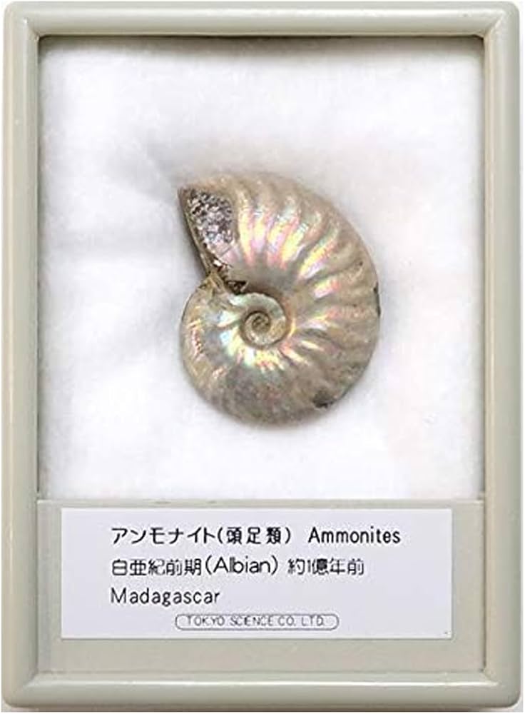 アンモナイト 化石 アンモナイトの化石 ベルギーで入手 a010-420(yh