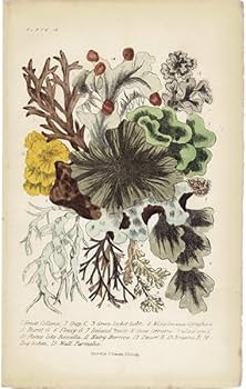 Amazon.co.jp: イギリス アンティーク ボタニカルアート 植物画 地衣類