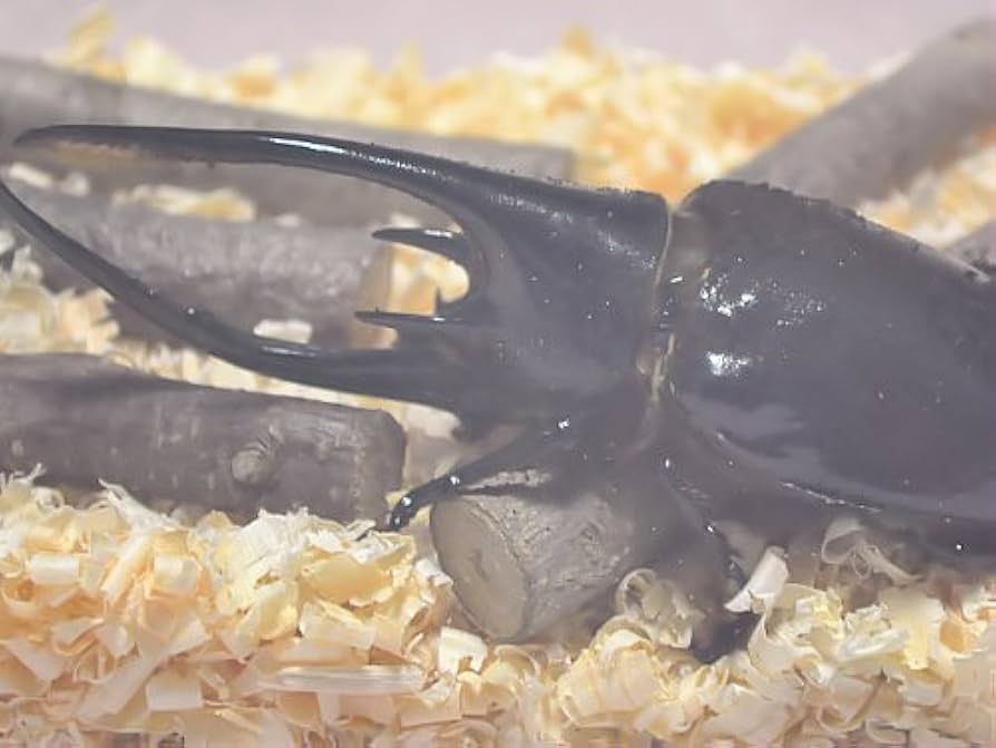 うーどん様限定商品］バクテリアマットサトウキビ クワガタ用×10袋