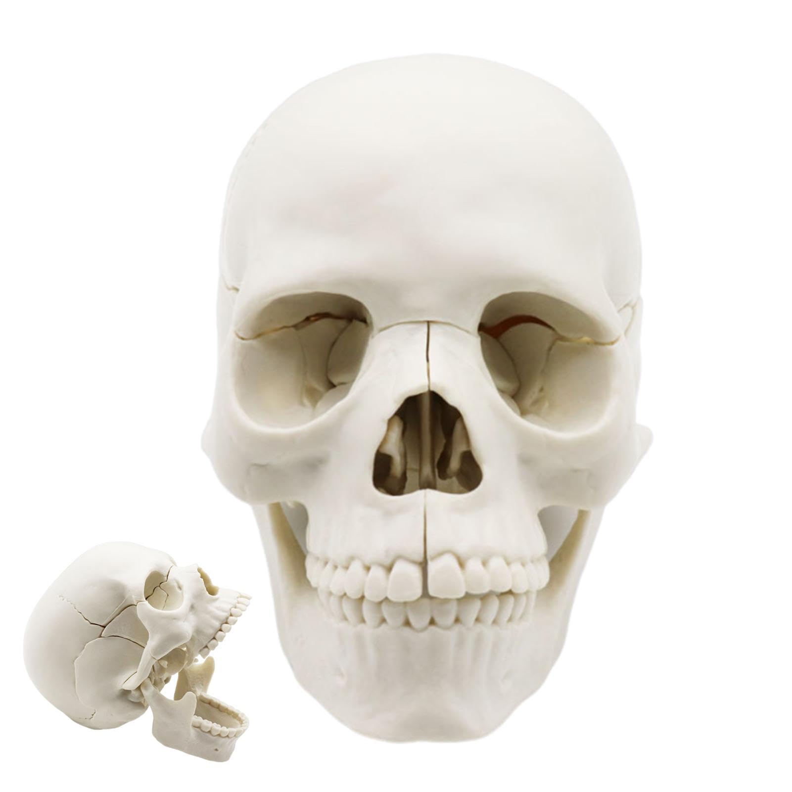 Amazon.co.jp: Anatomy Skull | 15パーツの等身大の取り外し可能な人間