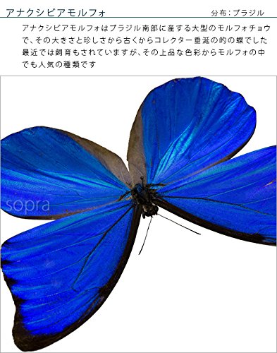 アナクシビアモルフォ メス 蝶 標本 蝶 美麗 希少 激レア 昆虫 青い