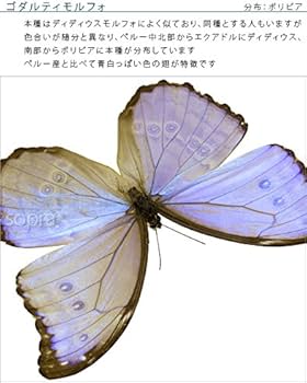Amazon.co.jp: 蝶の標本 ゴダルティモルフォ ボリビア産 モルフォ
