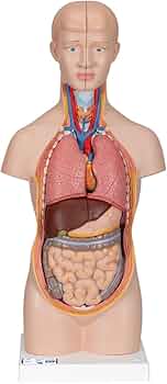 51qkexJwZQL._AC_UF350,