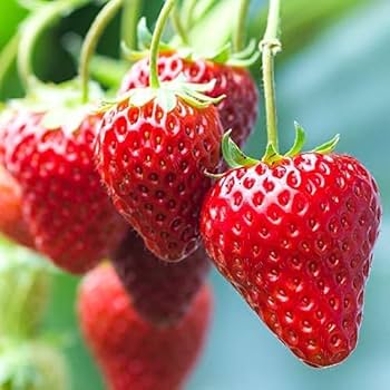 Amazon.co.jp: 【冷蔵】超大粒 いちご 約1,150g 糖度：11度以上