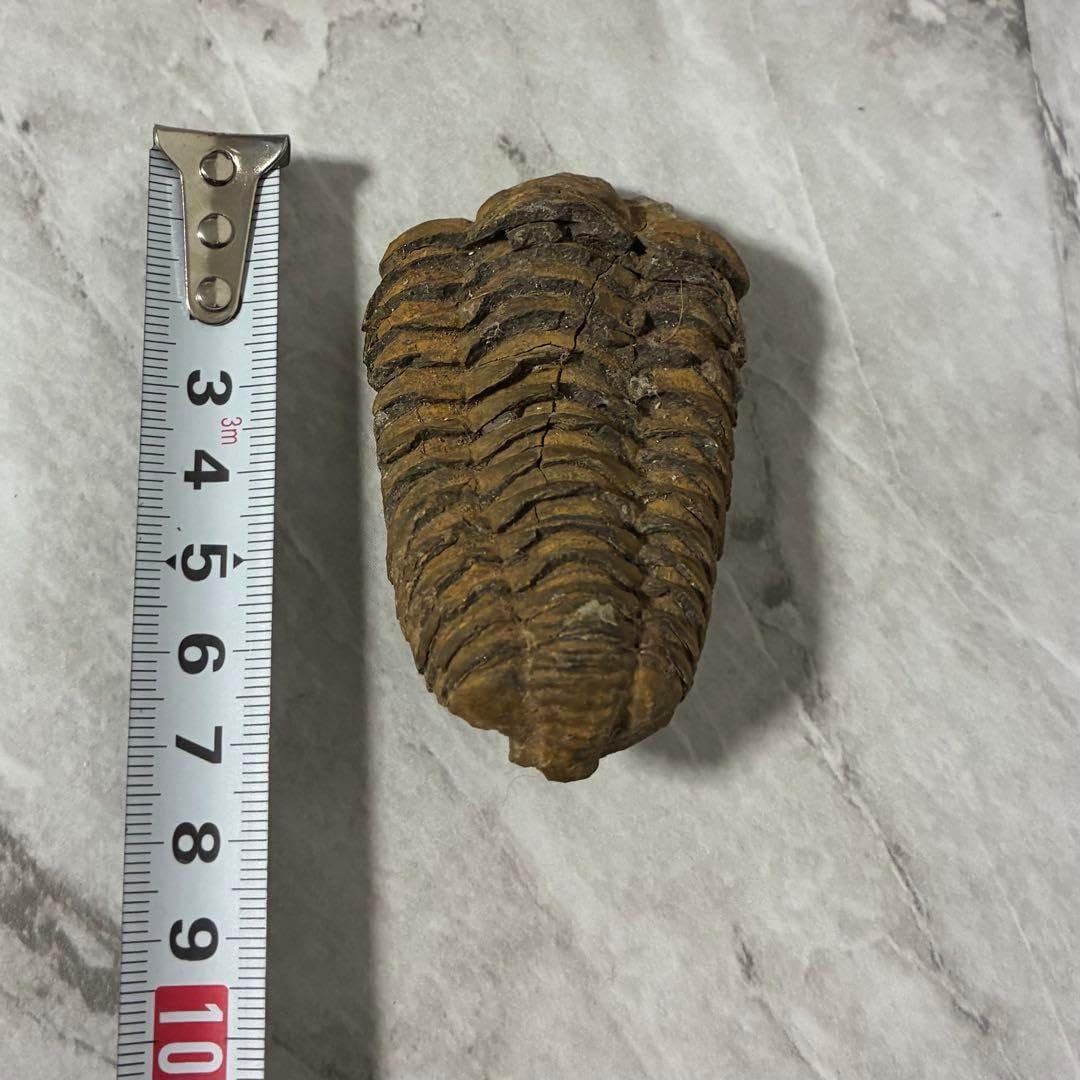 三葉虫 化石 古代 三葉虫 化石（Trilobite Fossil)（学名 ： Phacoida