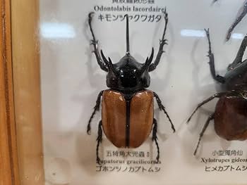 Amazon.co.jp: 昆虫標本 サソリ キモンツヤクワガタ ゴホンツノカブト