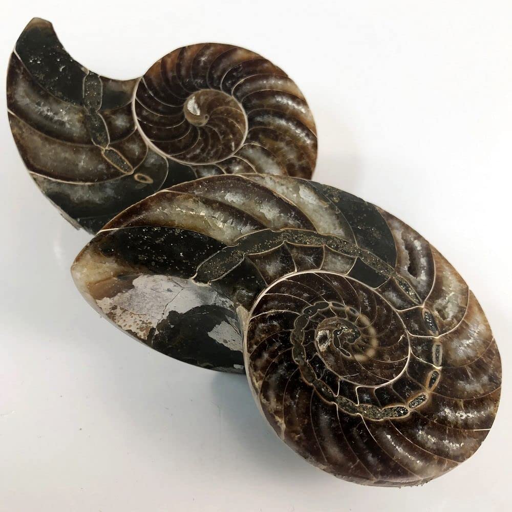 オウムガイ 化石 979g オウムガイ 化石 979g オウムガイ 化石 979g