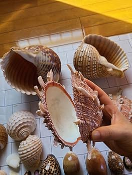 Amazon.co.jp: レア!五島列島!特大! 貝殻 貝 標本 コレクション ガイ