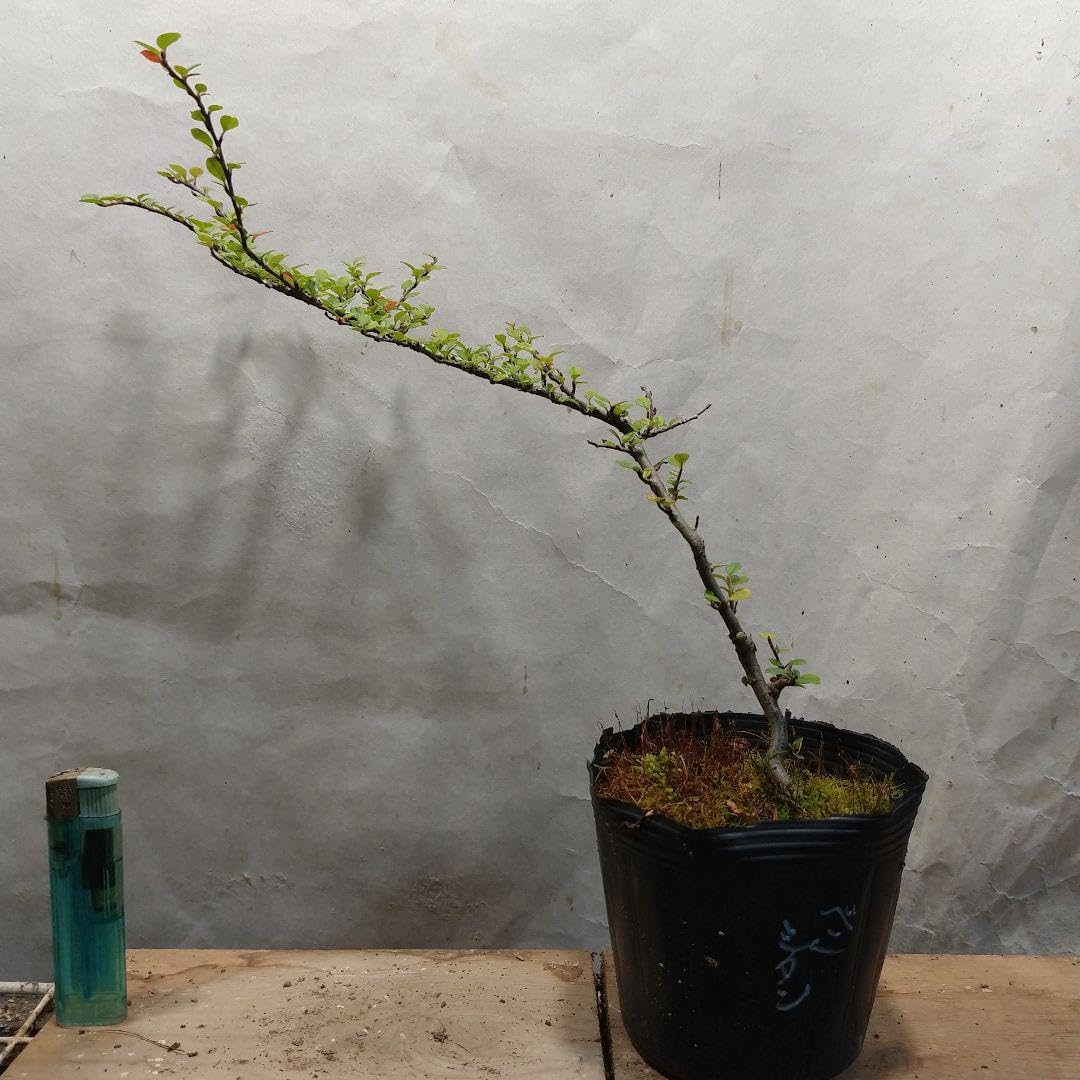 ヤマハ ピアノ椅子No.5A ウィリアム・モリス ヤマハ ピアノ椅子No.5A