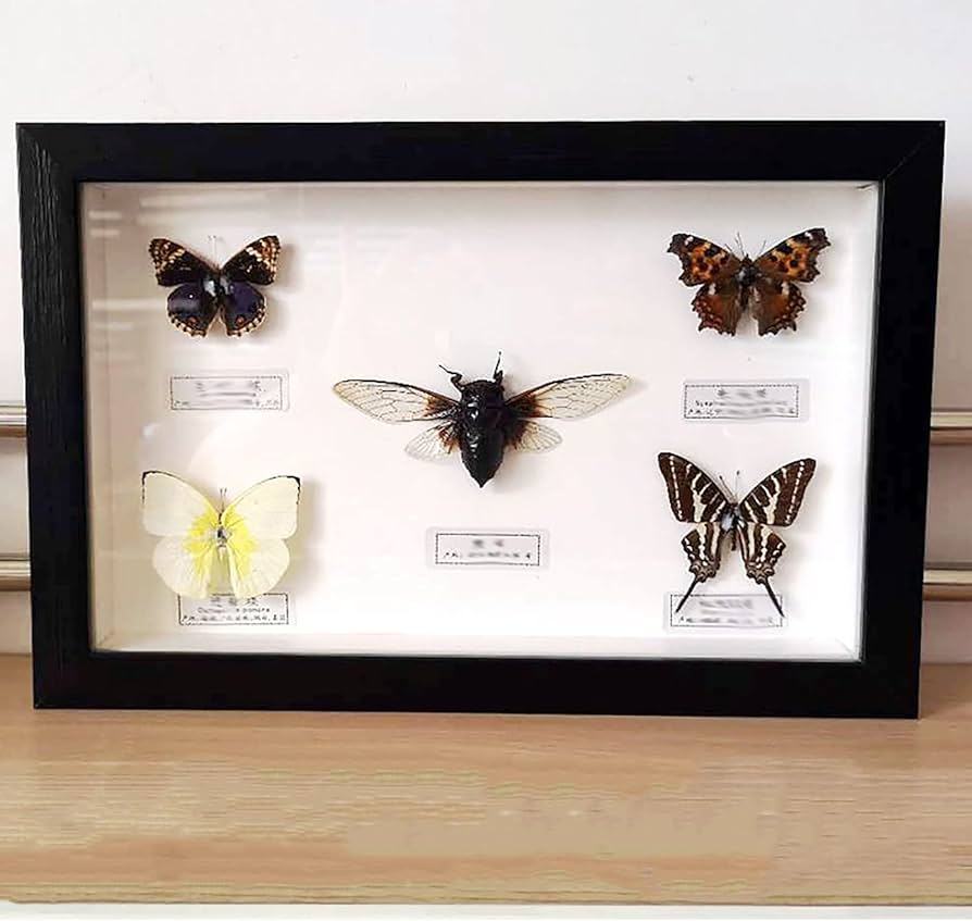 蝶標本 フレーム付き 多様な種類 Amazon.co.jp: 昆虫標本、蝶標本