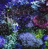 Aimer あなたに出会わなければ 〜夏雪冬花〜 タワレコ特典アナザー