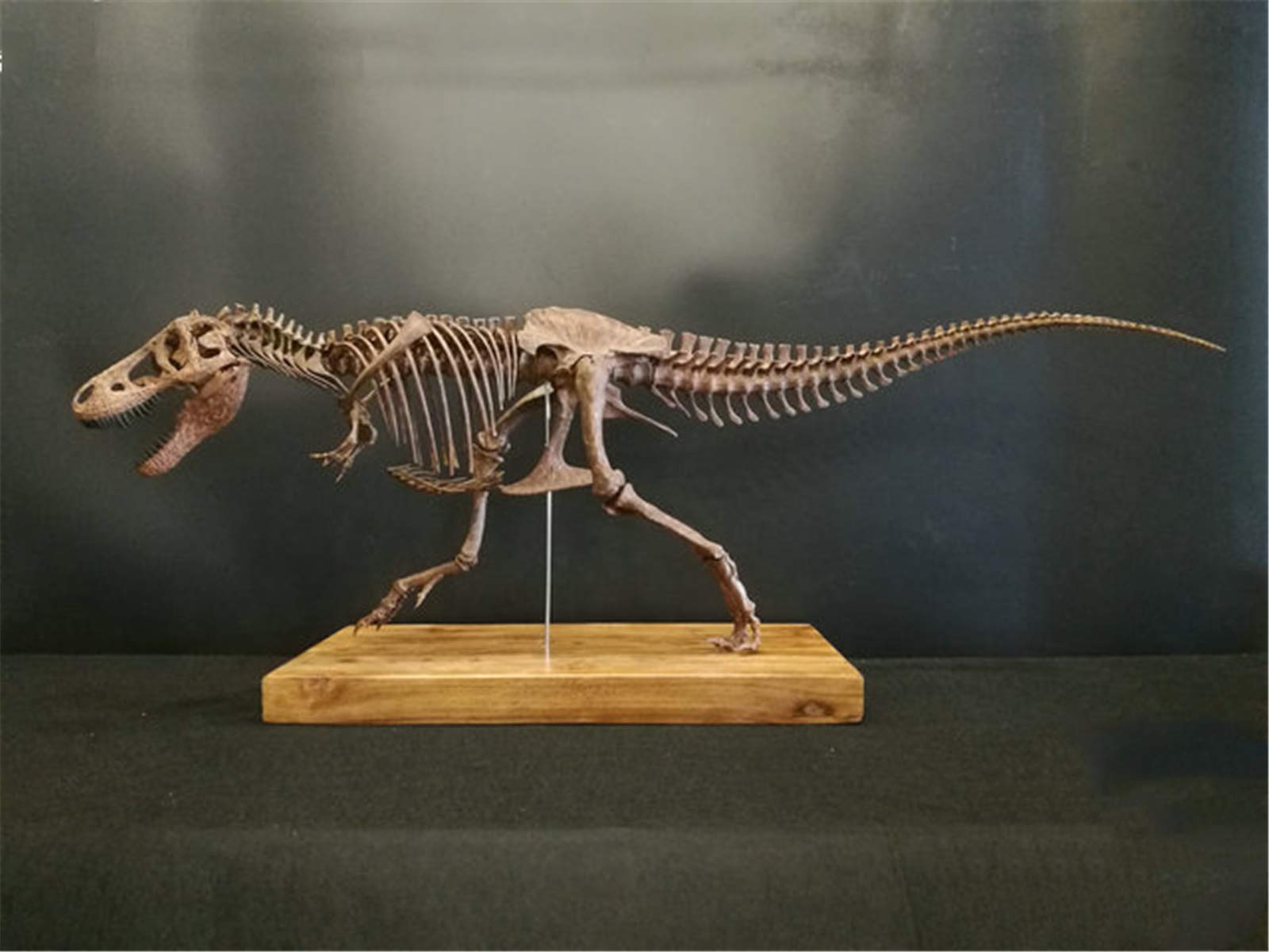 木彫 恐竜 トルヴォサウルス 頭骨模型1/10スケール 木彫 恐竜 トルヴォ