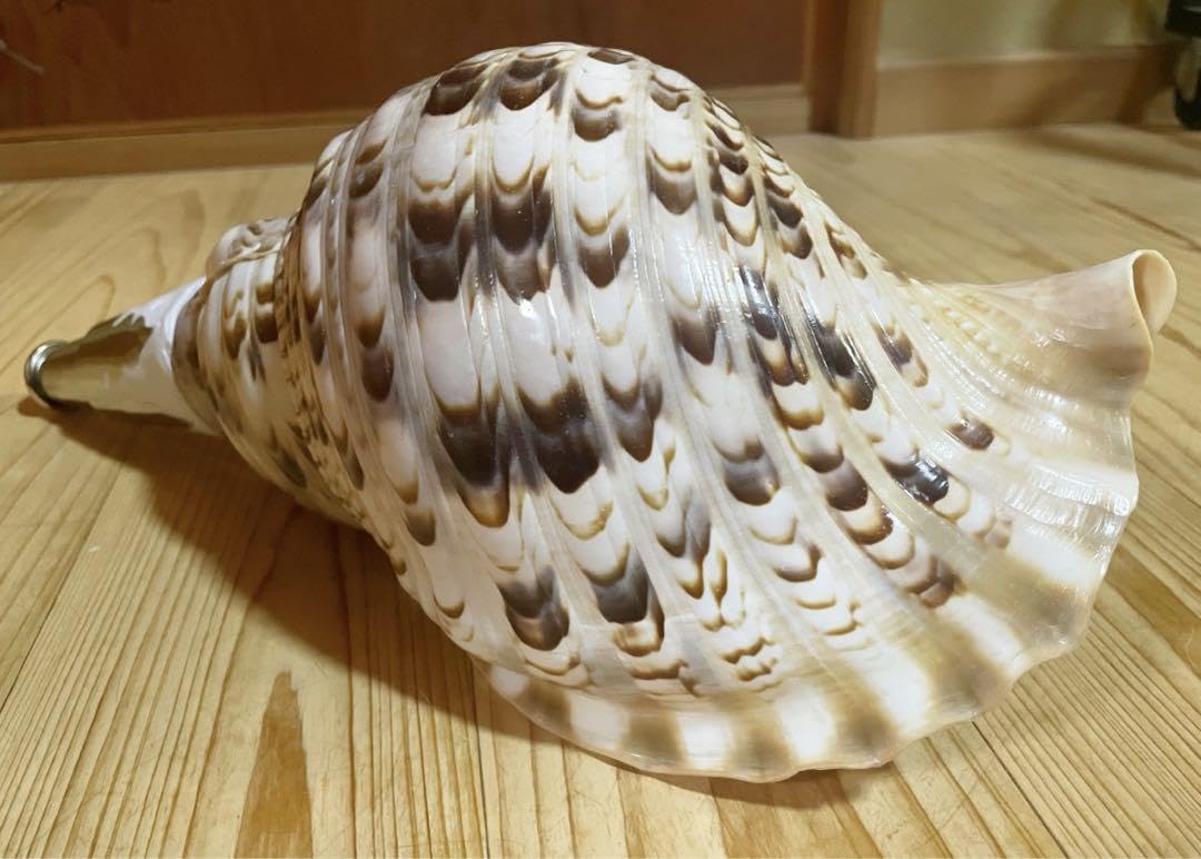 値下げ、古い法螺貝、ほら貝、山伏修行、魔よけ、和楽器 法螺貝 ほら貝