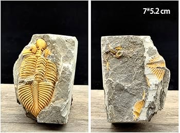 Amazon.co.jp: JIANEEXSQ 45000万年前 中国の運南産の本物の三葉虫化石