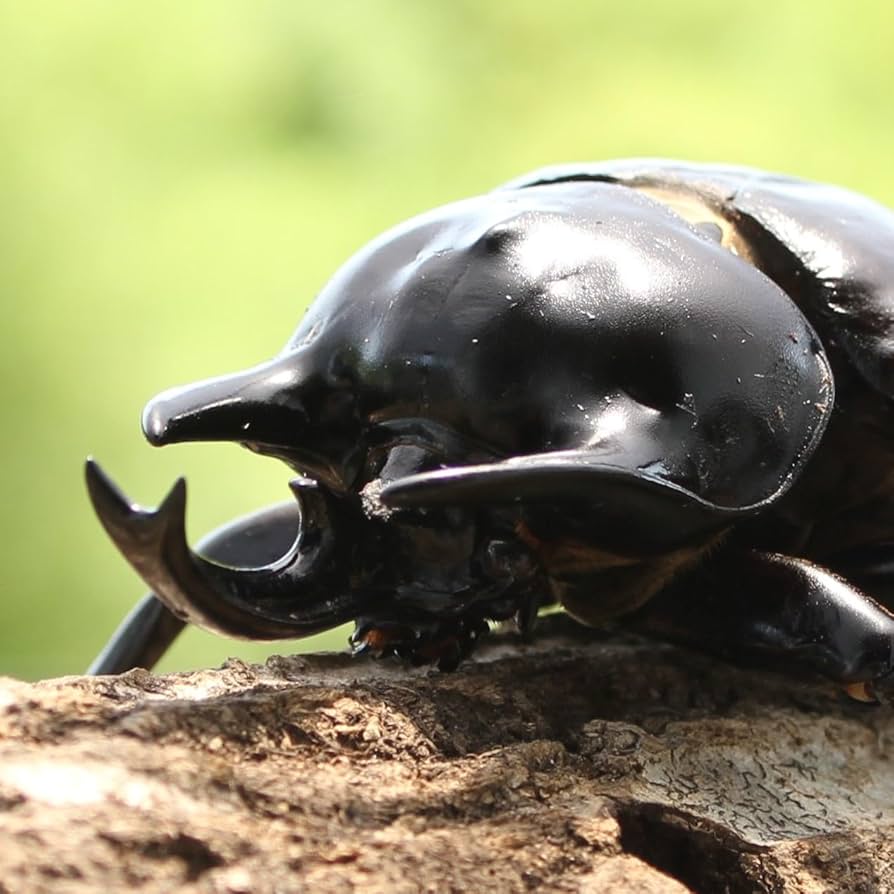 新品未使用】 アクティオンゾウカブト アクティオンゾウカブト♂羽化