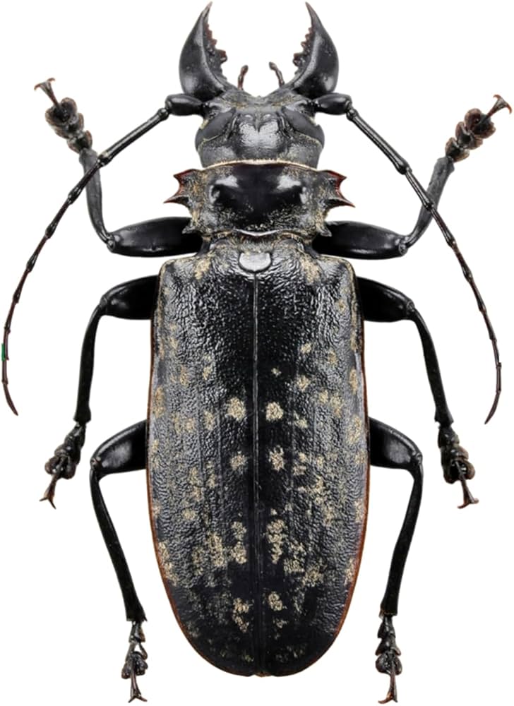 一属一種】Bolbotritus bainesiウスバカミキリ 昆虫標本 一属一種