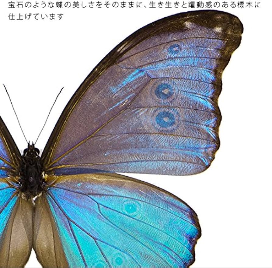 Amazon.co.jp: 蝶の標本 ゴダルティモルフォ ペルー産 メタリック調