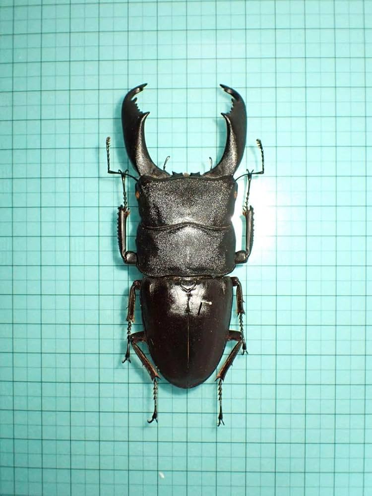 Amazon.co.jp: 標本スラウェシオオヒラタクワガタ スラウェシ島産 96.0