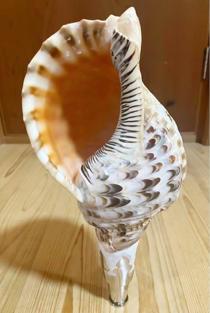 修験道法螺貝 38.5㎝ 密教 山伏 魔除け ほら貝 修験道法螺貝 38.5㎝ 密教