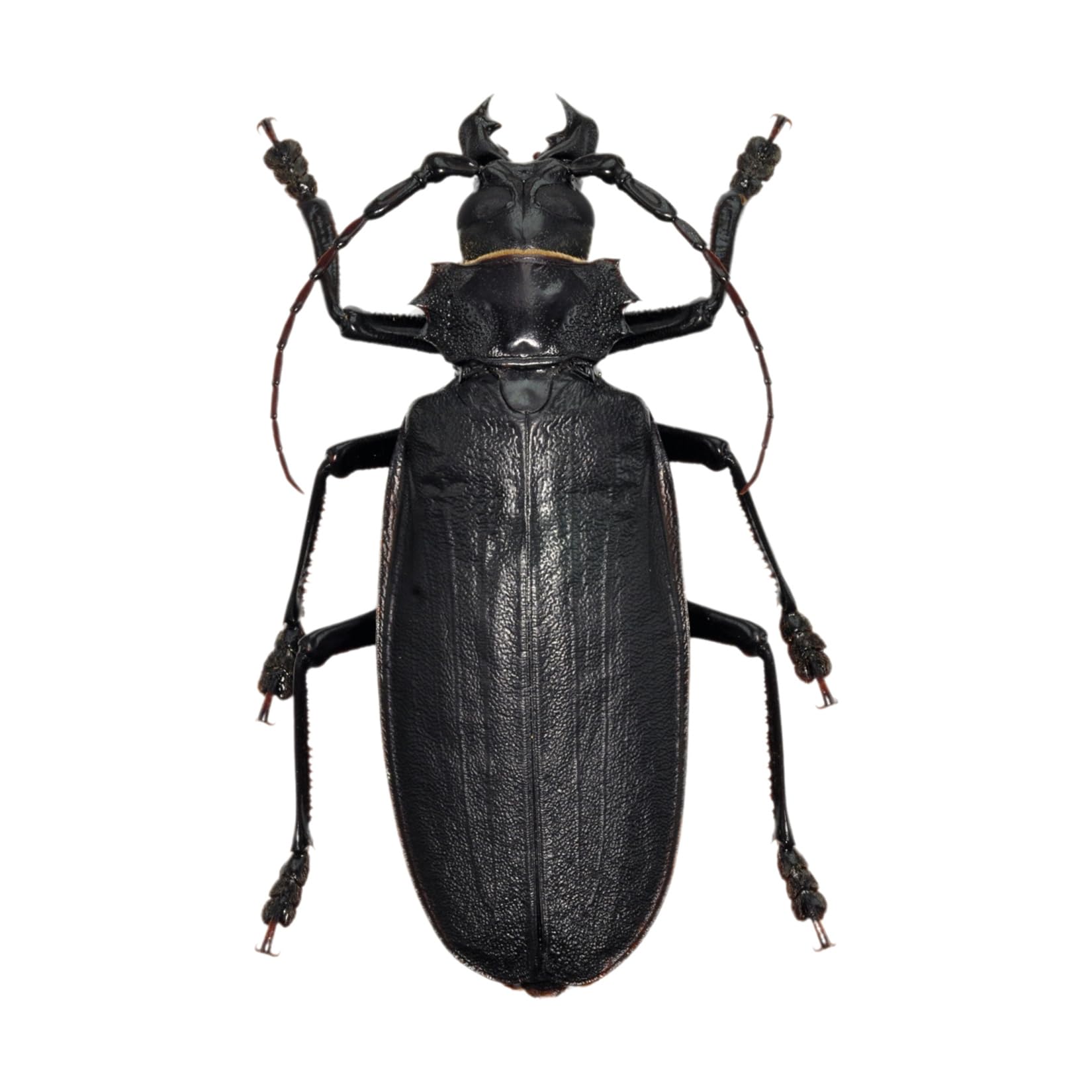 一属一種】Bolbotritus bainesiウスバカミキリ 昆虫標本 一属一種