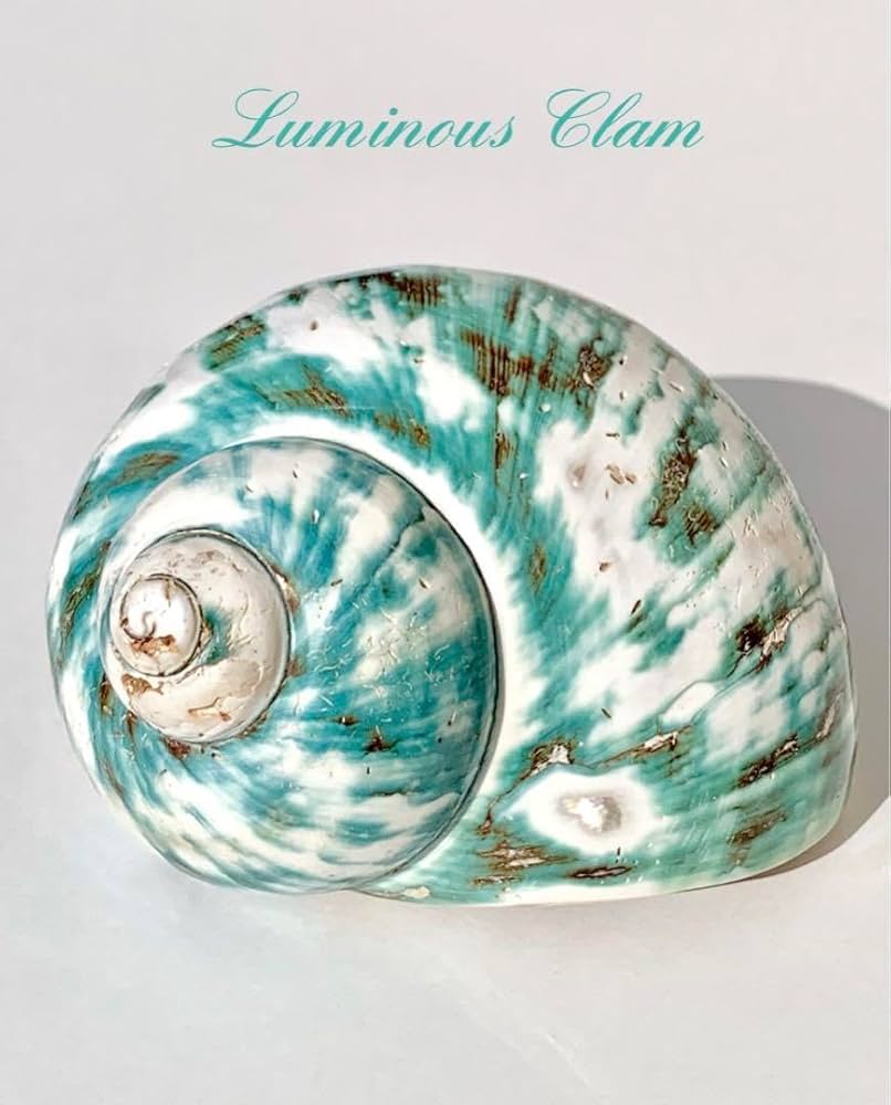 Amazon.co.jp: 夜光貝姿磨き Turbo marmoratus 幸運を呼び寄せる七色の