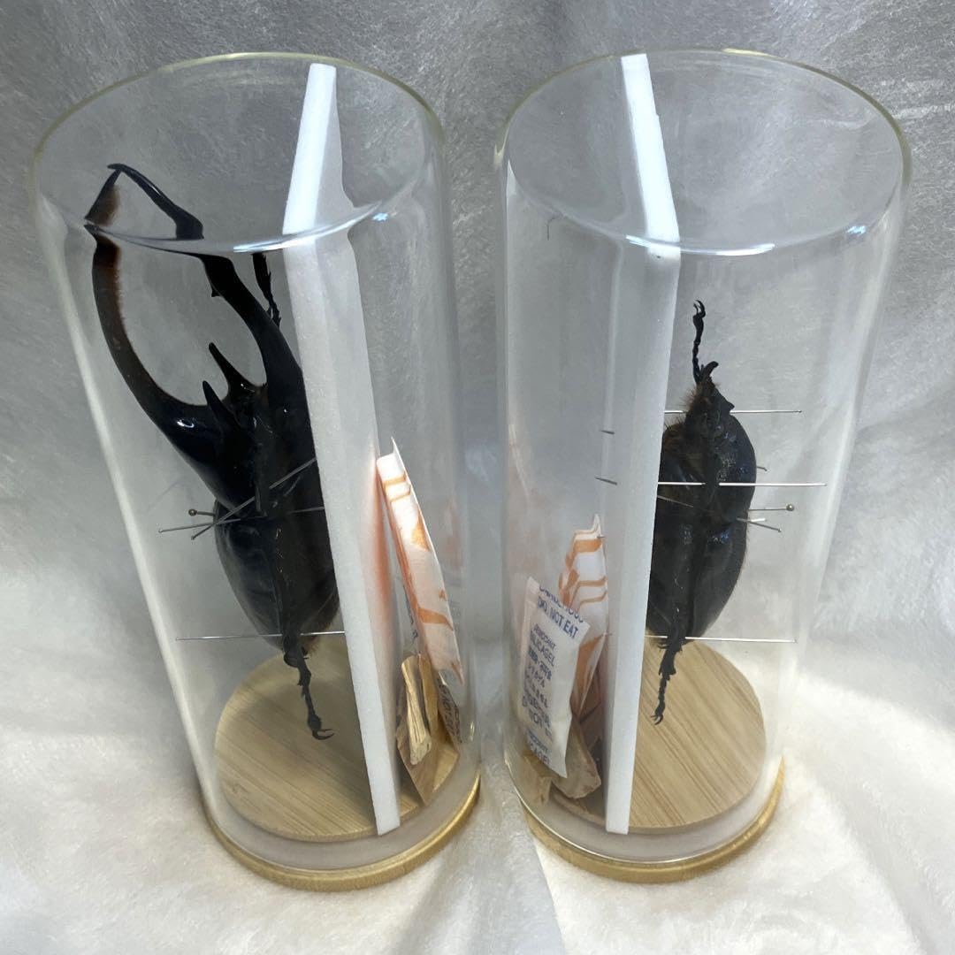 昆虫標本】ヘラクレスオオカブト ガラスケース入り