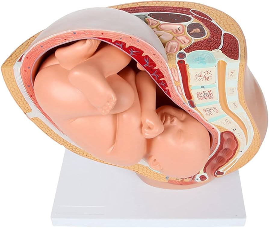 Amazon.co.jp: 人体模型 人間の妊娠 胎児の発育 9 ヶ月目 胎児骨盤