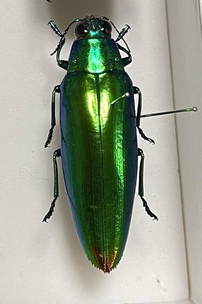 昆虫標本 タマムシ 30匹 装飾用など リ*ダ様 緑色と金色の