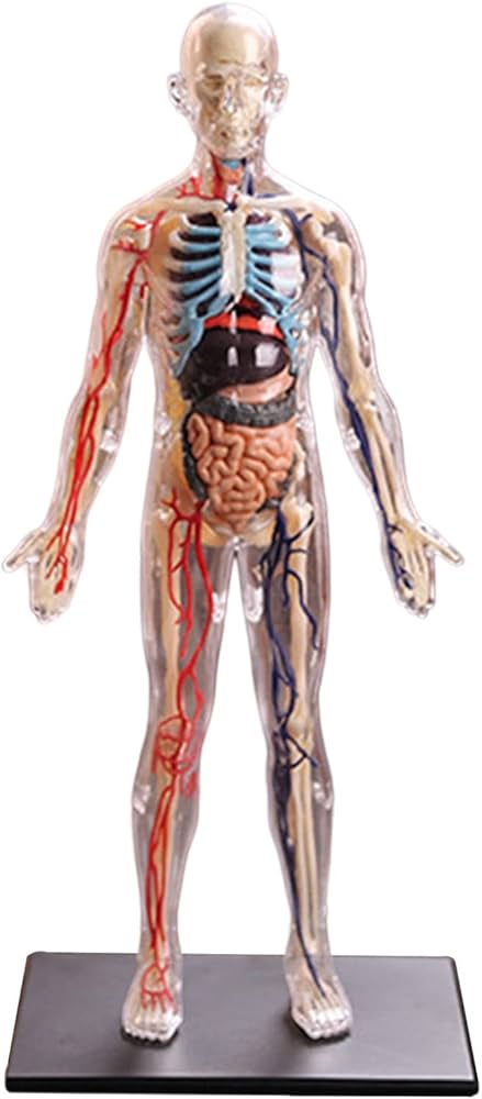 Amazon | GUOOL 1：6人体解剖学透明体取り外し可能な筋肉、臓器、骨