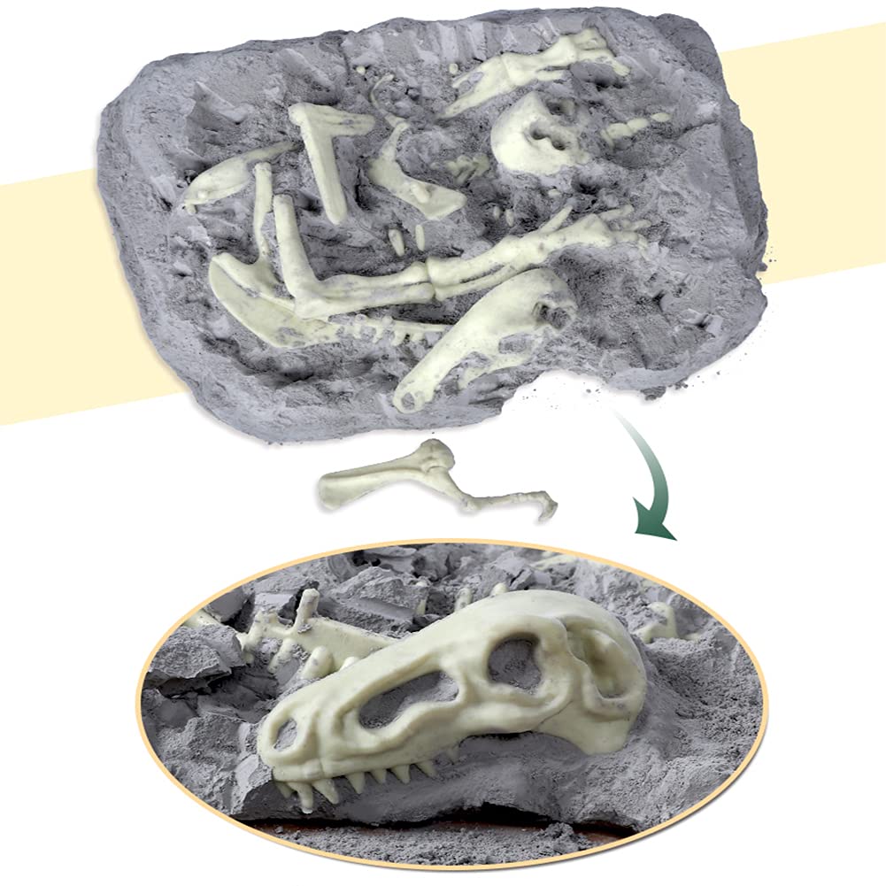 化石 D-3 【公式通販】