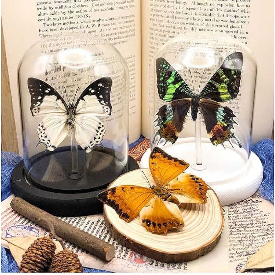 Amazon | LIVIA 本物の蝶標本、壁掛け装飾、デスクトップ羽のある昆虫