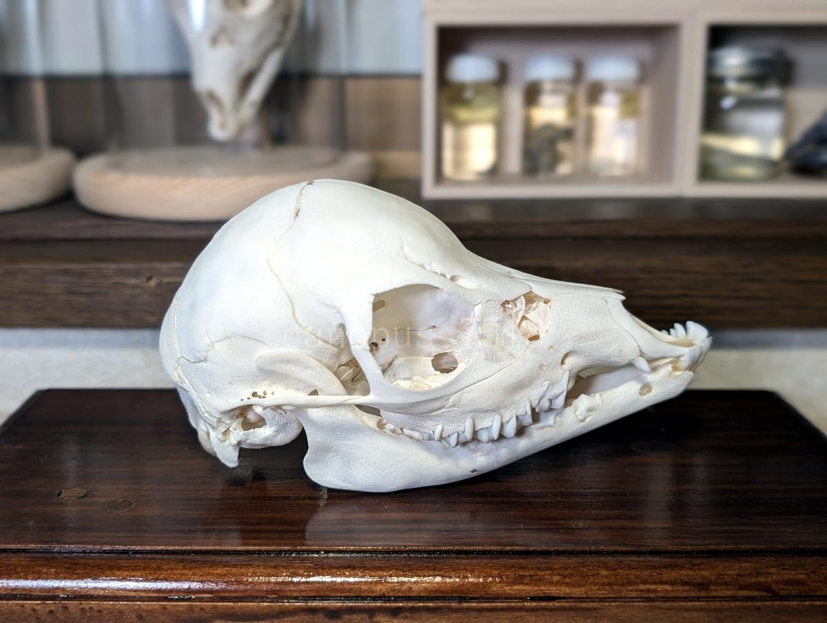 学術標本 種名ニホンジカ 胎児（♂）頭胴長約75mm 70％エタノール