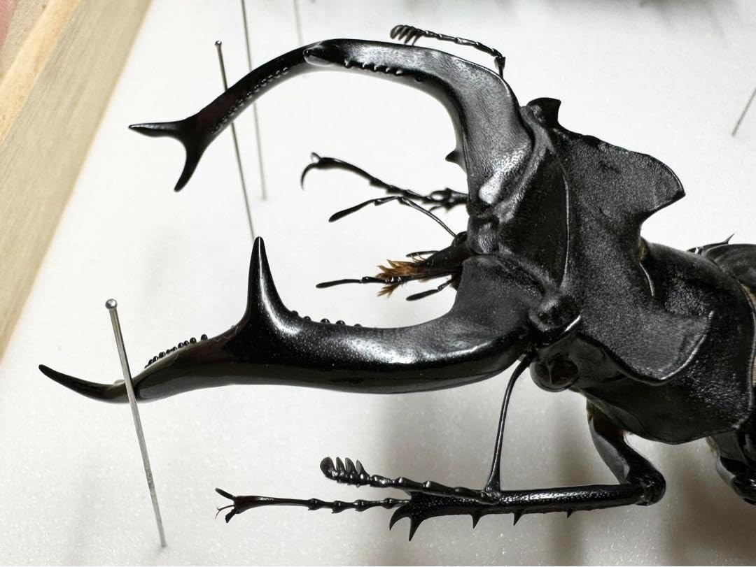 ユダイクスミヤマクワガタ 87mm 標本 <0829z昆虫標本・クワガタ他