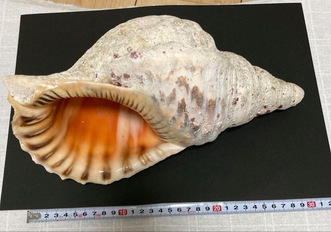 購入 沖縄産 法螺貝 ホラガイ ほら貝 沖縄産 法螺貝 ホラガイ ほら貝