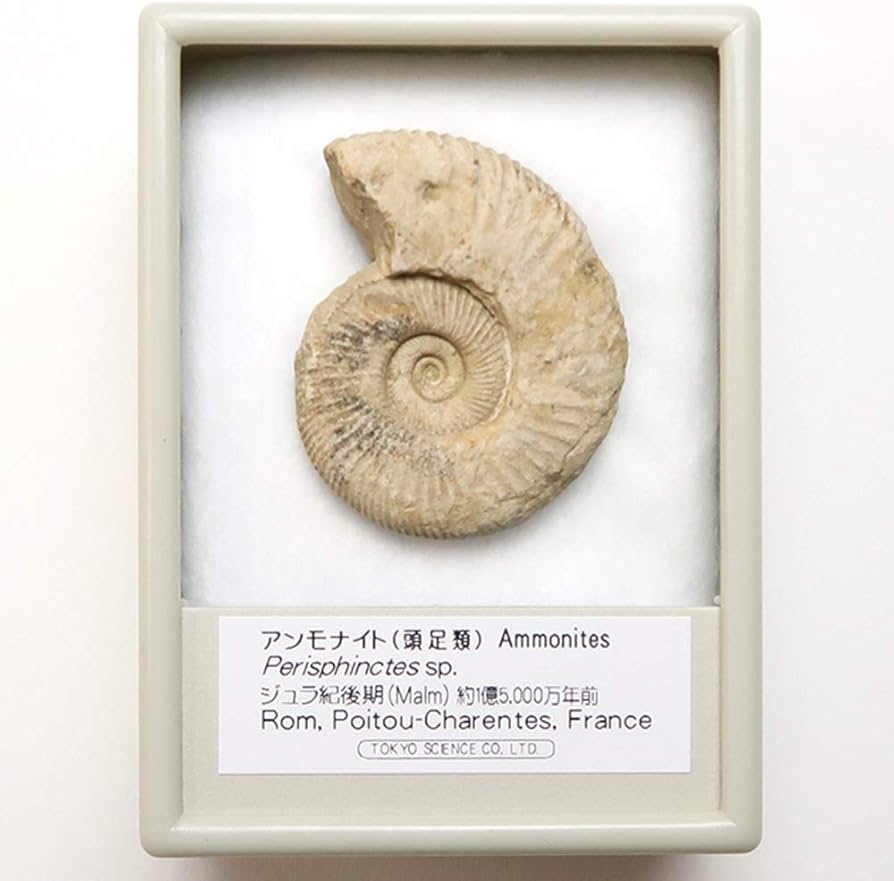 Amazon | SCIENCE 化石標本「アンモナイト ペリスフィンクテス