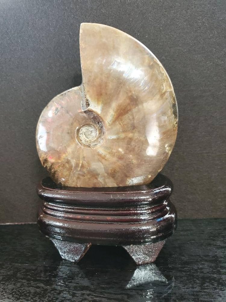Amazon.co.jp: 537.5g!! アンモナイト(アンモライト) 化石 台座付き