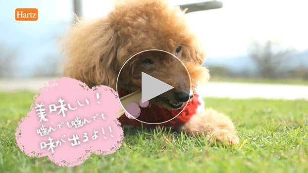 Amazon.co.jp: チューデント 犬用おやつ おいしい歯磨きガム SS 7本入