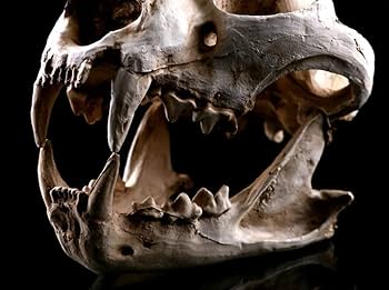 Amazon.co.jp: DeepGreenForest 骨 標本 模型 骨格 頭蓋骨 狼 ドクロ