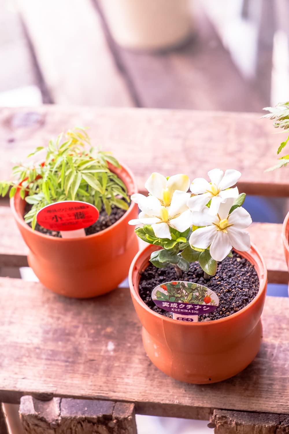 希少 赤絵山水図 九谷焼 ミニ盆栽鉢 盆栽鉢 盆栽小鉢 鉢 植木鉢 盆栽