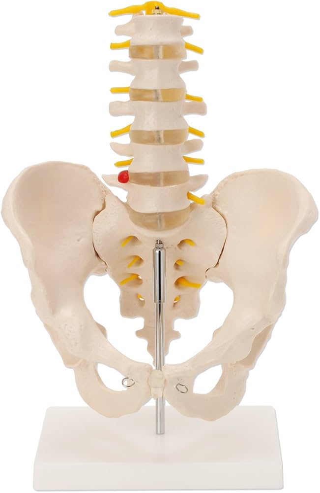 人体模型 脊椎構造 収納バッグ付き 全健会 人体模型 脊椎構造 収納